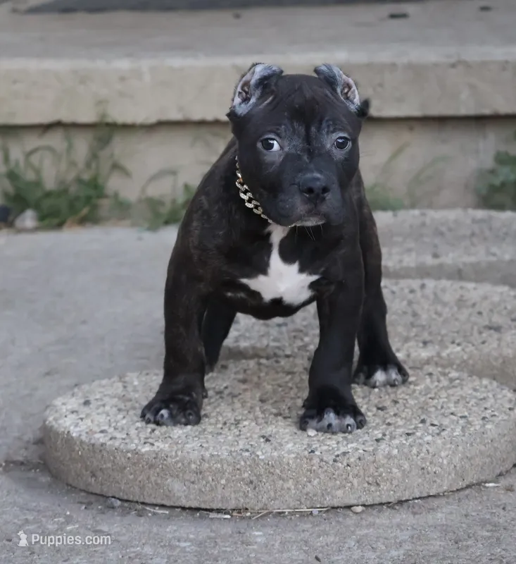 Osiris - XL - ABKC  – American Bully puppy for sale in Champaign, IL