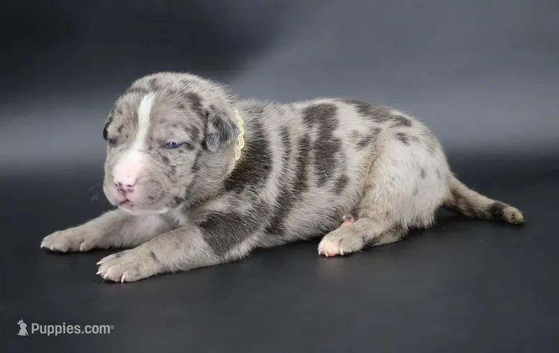 Kufale - XL - ABKC – American Bully puppy for sale in Champaign, IL