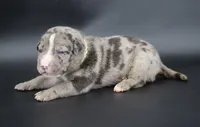 Kufale - XL - ABKC, a male American Bully for sale in Champaign, IL – 1 of 2