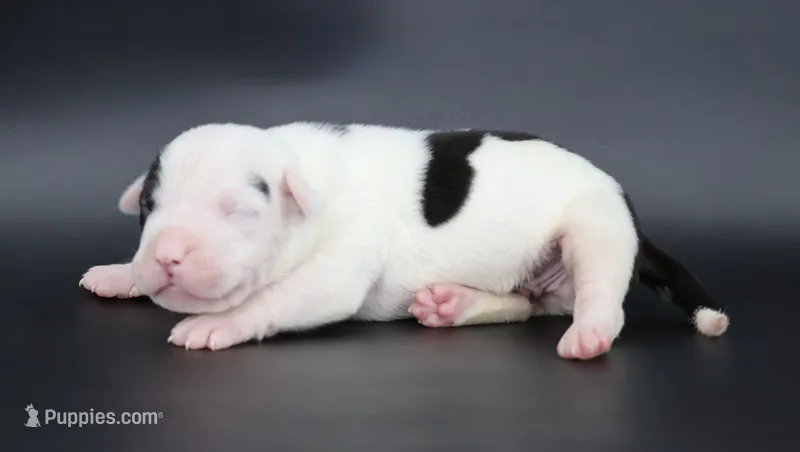 Achilles - XL - ABKC – American Bully puppy for sale in Champaign, IL