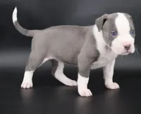 Judith - XL - ABKC, a female American Bully for sale in Champaign, IL – 2 of 3