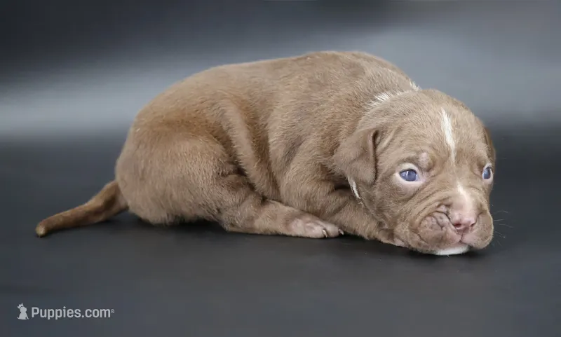 Zara - XL - ABKC – American Bully puppy for sale in Champaign, IL