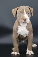 Crimson - XL - ABKC, a male American Bully for sale in Champaign, IL – Photo 1 of 2