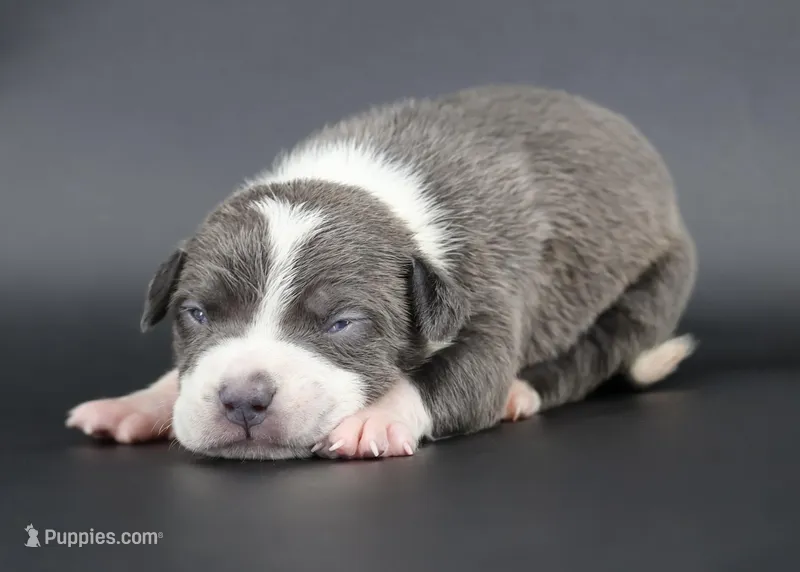 Bluebell - XL - ABKC – American Bully puppy for sale in Champaign, IL