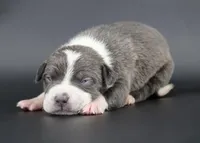 Bluebell - XL - ABKC, a female American Bully for sale in Champaign, IL – Photo 1 of 2