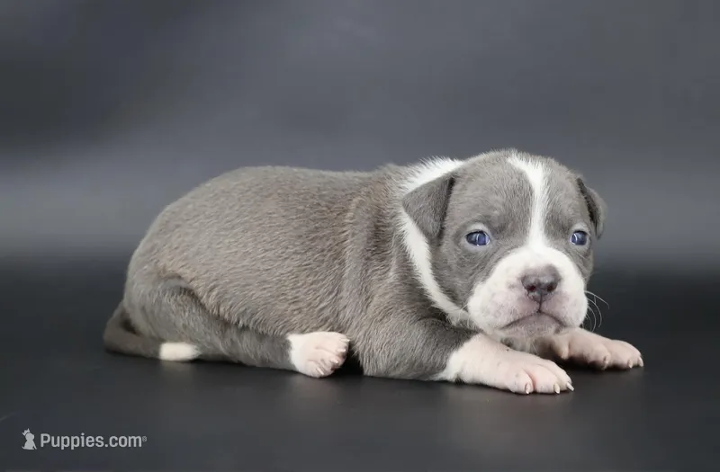 Bluebell - XL - ABKC – American Bully puppy for sale in Champaign, IL