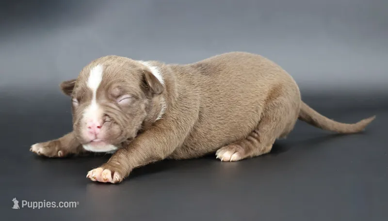 Set - XL - ABKC – American Bully puppy for sale in Champaign, IL