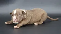 Set - XL - ABKC, a male American Bully for sale in Champaign, IL – 1 of 2