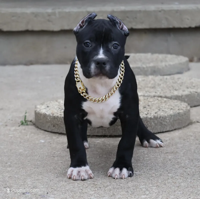 Camellia - XL - ABKC – American Bully puppy for sale in Champaign, IL