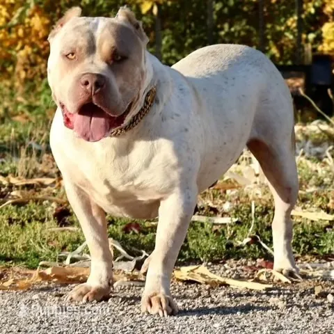 Dallas – American Bully puppy for sale in Champaign, IL