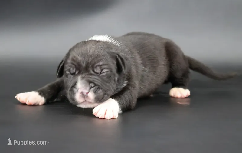 Perseus - XL - ABKC – American Bully puppy for sale in Champaign, IL