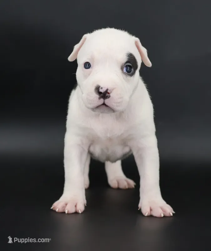 Helen - XL - ABKC – American Bully puppy for sale in Champaign, IL