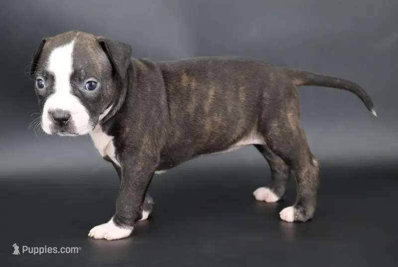 Nyla - XL - ABKC – American Bully puppy for sale in Champaign, IL