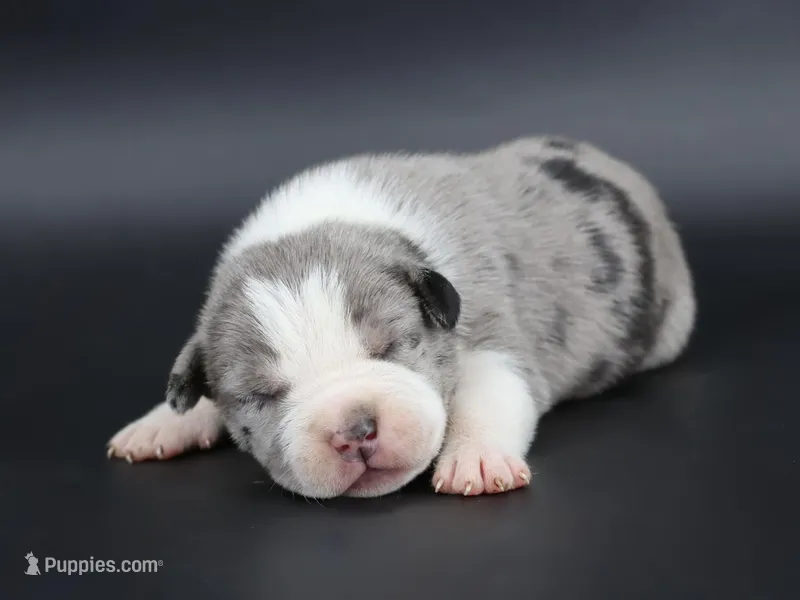 Marshal - XL - ABKC – American Bully puppy for sale in Champaign, IL