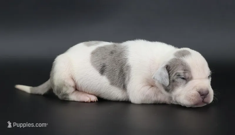 Azalea - XL - ABKC – American Bully puppy for sale in Champaign, IL