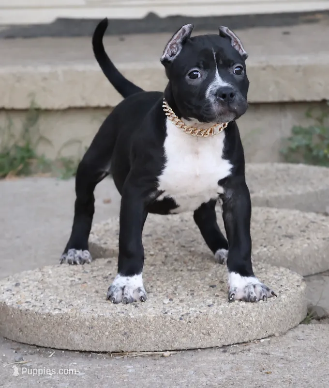 Harmonia - XL - ABKC  – American Bully puppy for sale in Champaign, IL