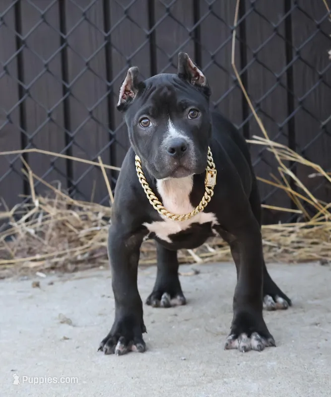 Amora - XL - ABKC – American Bully puppy for sale in Champaign, IL