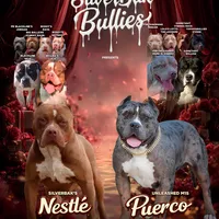 Amora - XL - ABKC, a female American Bully for sale in Champaign, IL – Photo 2 of 2