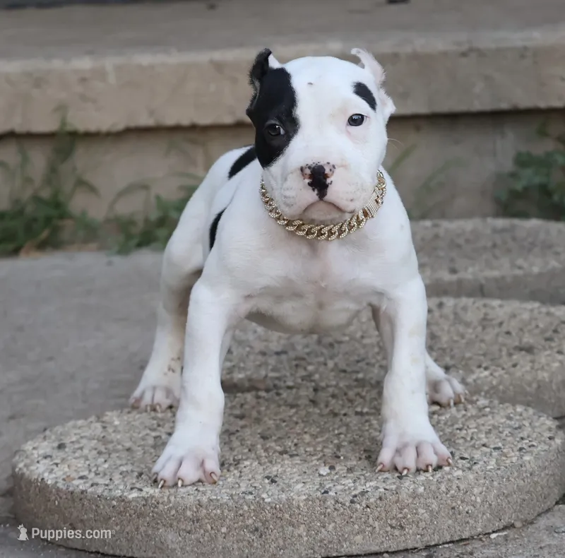 Achilles - XL - ABKC  – American Bully puppy for sale in Champaign, IL