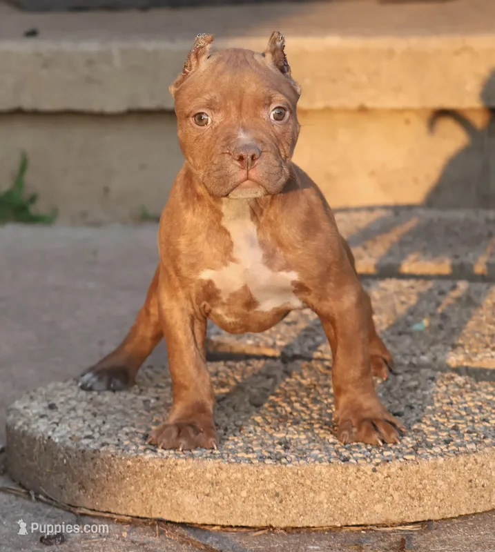 Ramses - XL - ABKC - Ears cropped – American Bully puppy for sale in Champaign, IL