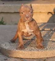 Ramses - XL - ABKC - Ears cropped, a male American Bully for sale in Champaign, IL – 1 of 2