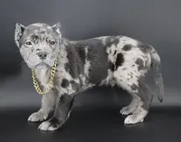 Vow - XL - ABKC, a male American Bully for sale in Champaign, IL – Photo 1 of 3