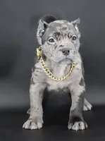 Vow - XL - ABKC, a male American Bully for sale in Champaign, IL – Photo 2 of 3