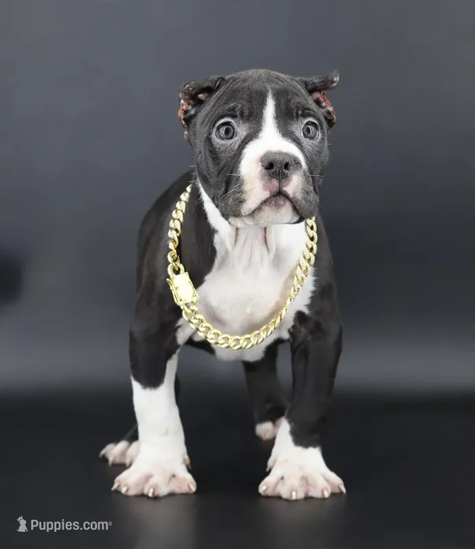 Valentino - XL - ABKC