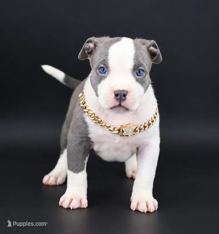 Judith - XL - ABKC – American Bully puppy for sale in Champaign, IL