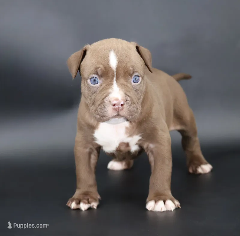 Set - XL - ABKC – American Bully puppy for sale in Champaign, IL
