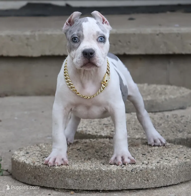 Azalea - XL - ABKC – American Bully puppy for sale in Champaign, IL