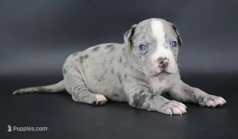 Heath - XL - ABKC – American Bully puppy for sale in Champaign, IL