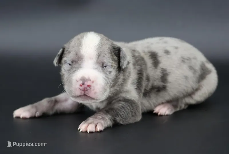 Heath - XL - ABKC – American Bully puppy for sale in Champaign, IL