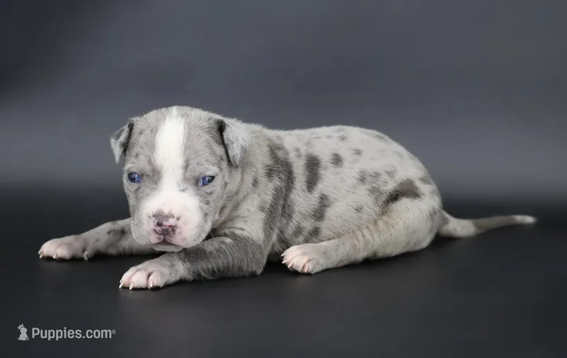 Heath - XL - ABKC – American Bully puppy for sale in Champaign, IL