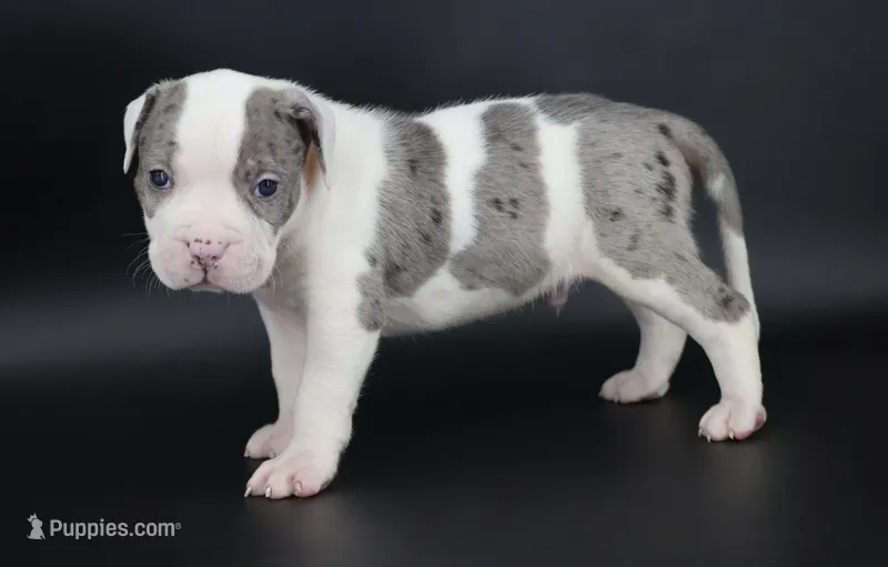 Hercules - XL - ABKC – American Bully puppy for sale in Champaign, IL