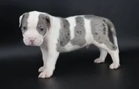 Hercules - XL - ABKC - Ears cropped, a male American Bully for sale in Champaign, IL – 4 of 4