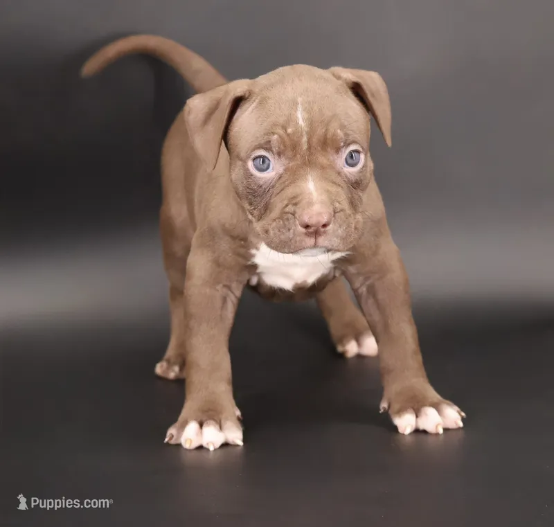 Zara - XL - ABKC – American Bully puppy for sale in Champaign, IL