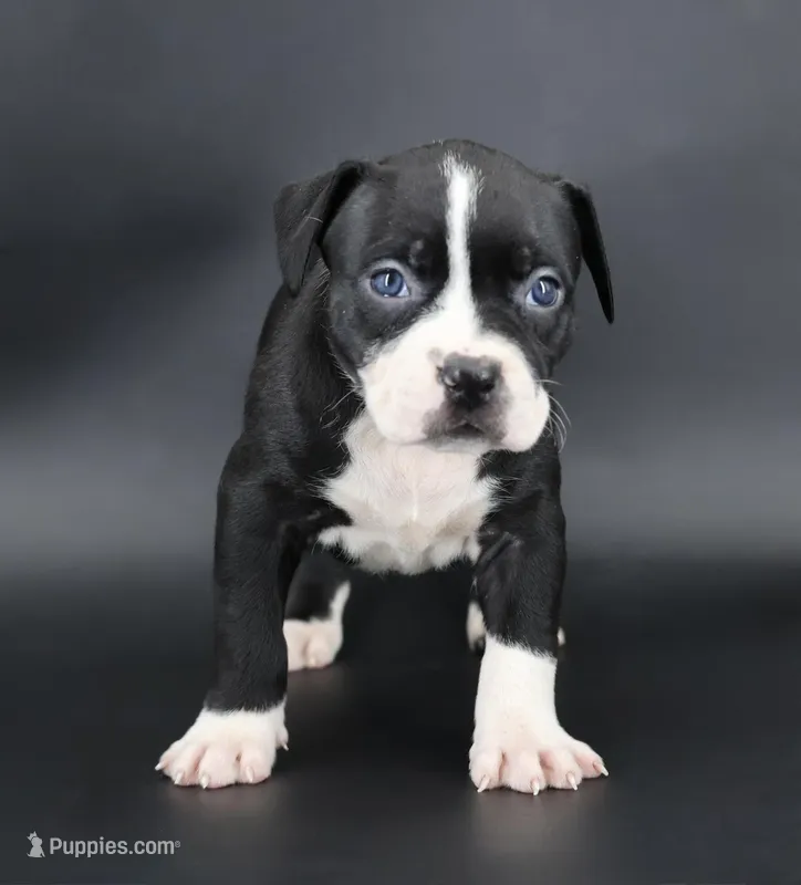 Gardenia - XL - ABKC – American Bully puppy for sale in Champaign, IL