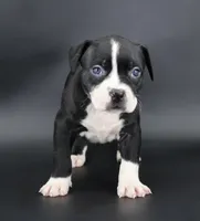 Gardenia - XL - ABKC, a female American Bully for sale in Champaign, IL – 1 of 3
