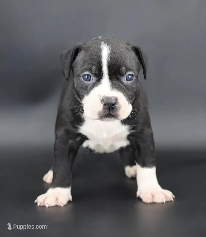 Gardenia - XL - ABKC – American Bully puppy for sale in Champaign, IL