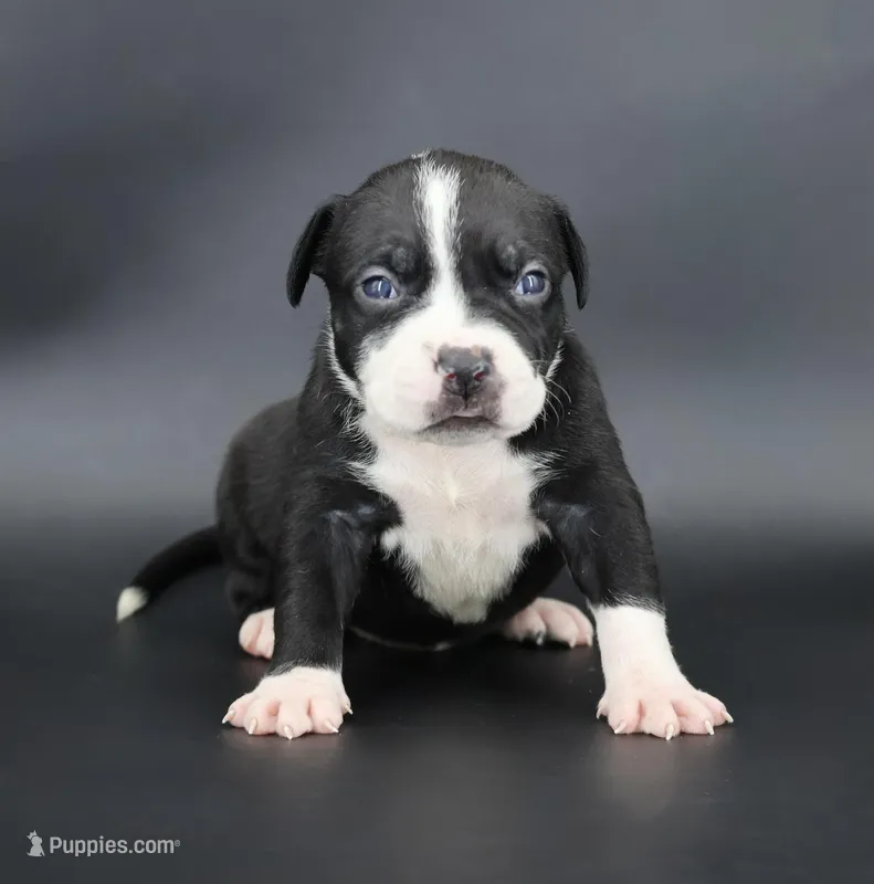 Gardenia - XL - ABKC – American Bully puppy for sale in Champaign, IL