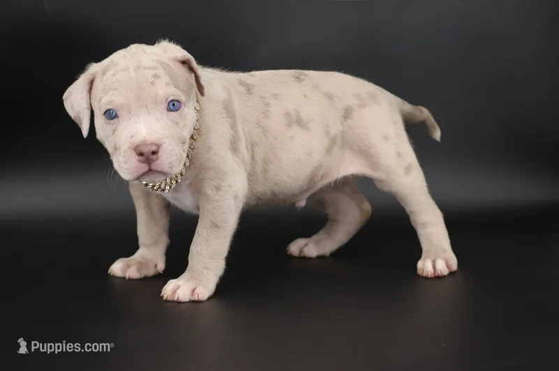 Henok - XL - ABKC – American Bully puppy for sale in Champaign, IL