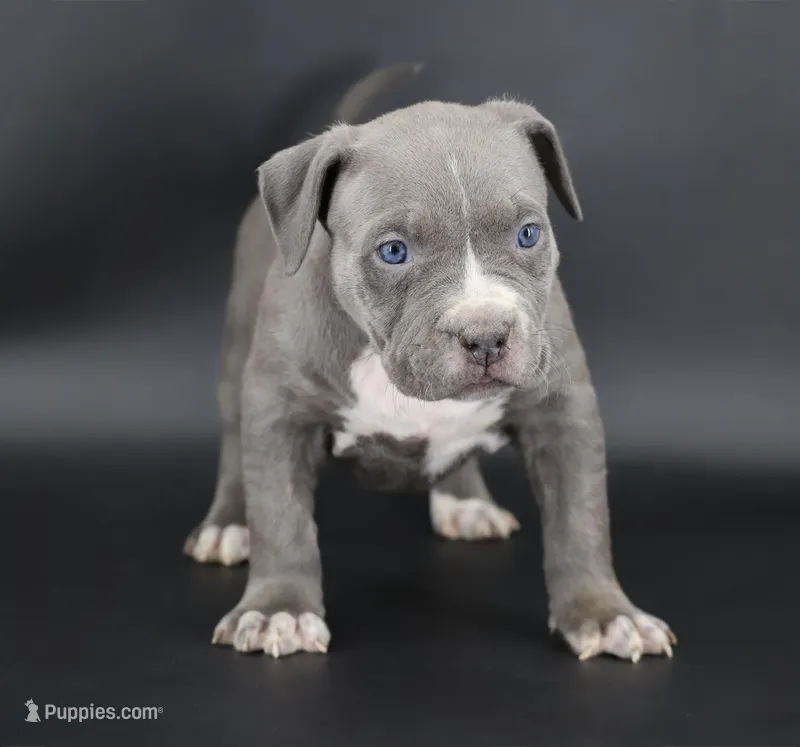 Lady - XL - ABKC – American Bully puppy for sale in Champaign, IL