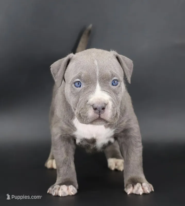 Lady - XL - ABKC – American Bully puppy for sale in Champaign, IL