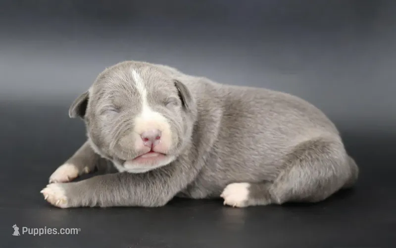 Lady - XL - ABKC – American Bully puppy for sale in Champaign, IL