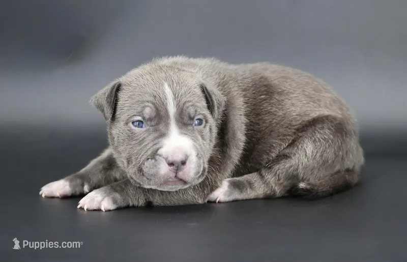 Lady - XL - ABKC – American Bully puppy for sale in Champaign, IL