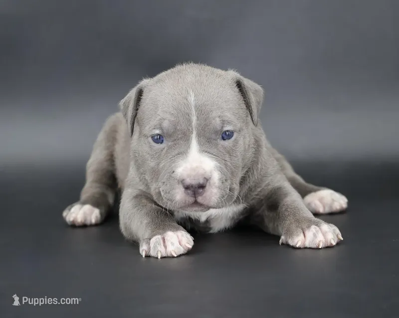 Lady - XL - ABKC – American Bully puppy for sale in Champaign, IL