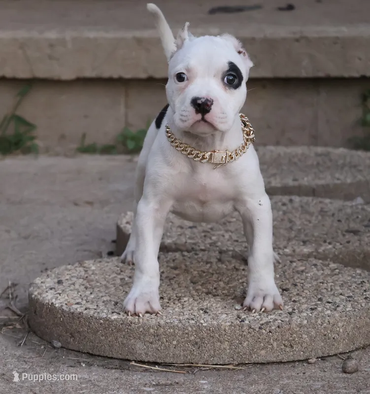 Helen - XL - ABKC  – American Bully puppy for sale in Champaign, IL