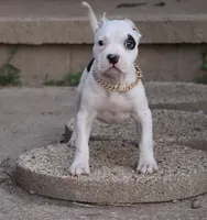 Helen - XL - ABKC , a female American Bully for sale in Champaign, IL – 1 of 2