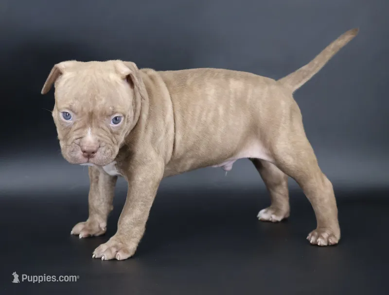 Ramses - XL - ABKC – American Bully puppy for sale in Champaign, IL